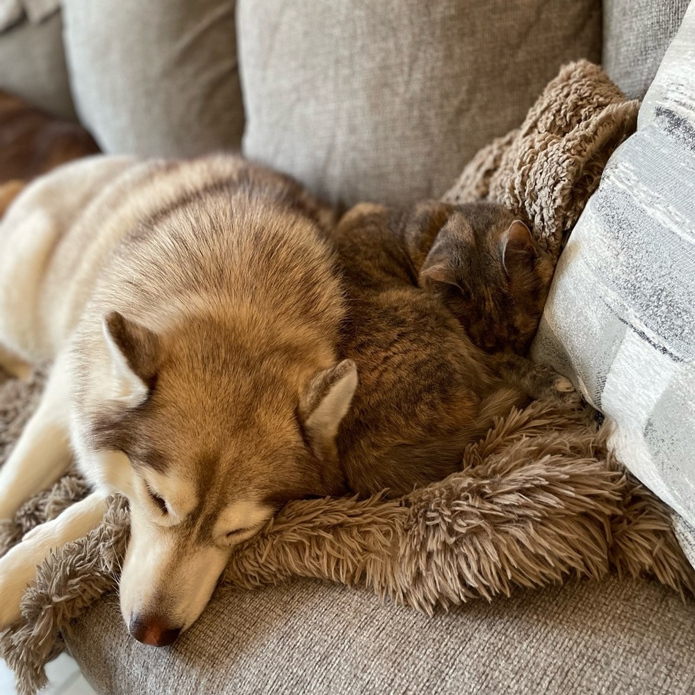 SORE IS LIVE! ✨🐾🦊 - Picture 7 of 9